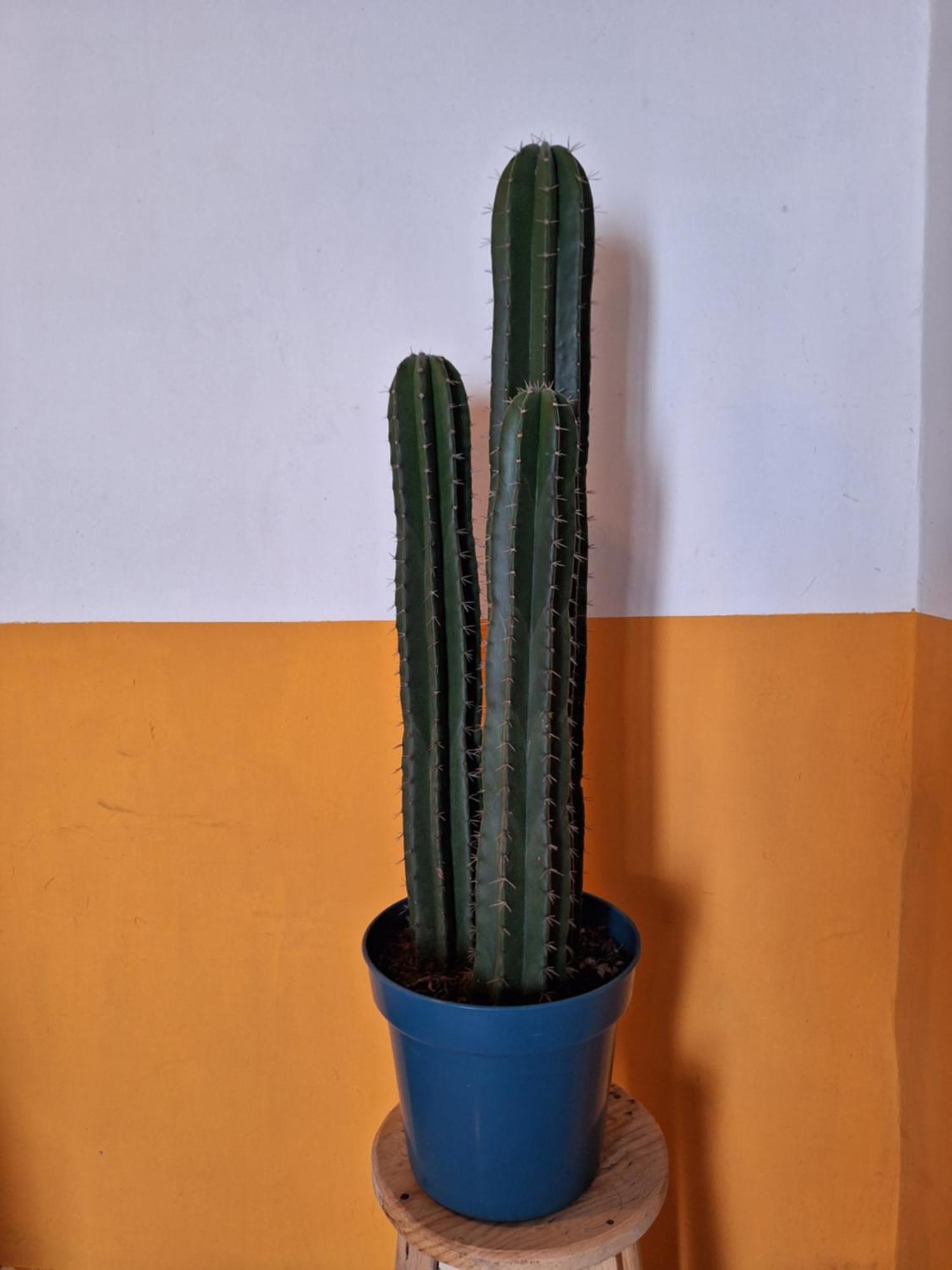 Casa Mua San Cristobal de las Casas Quarto foto