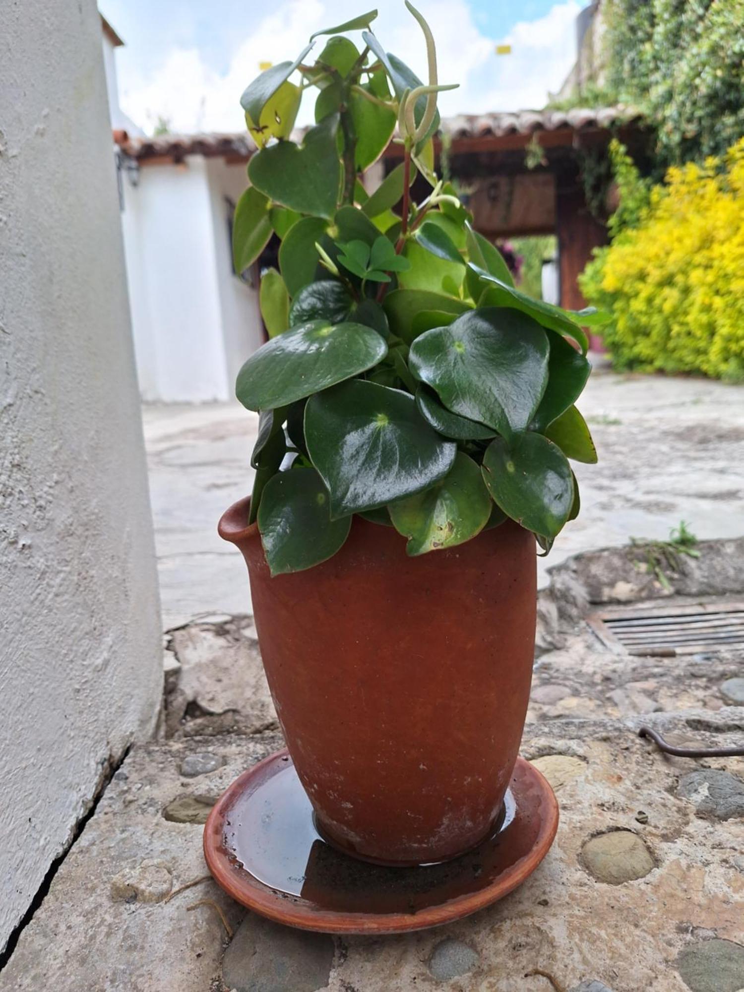 Casa Mua San Cristobal de las Casas Quarto foto